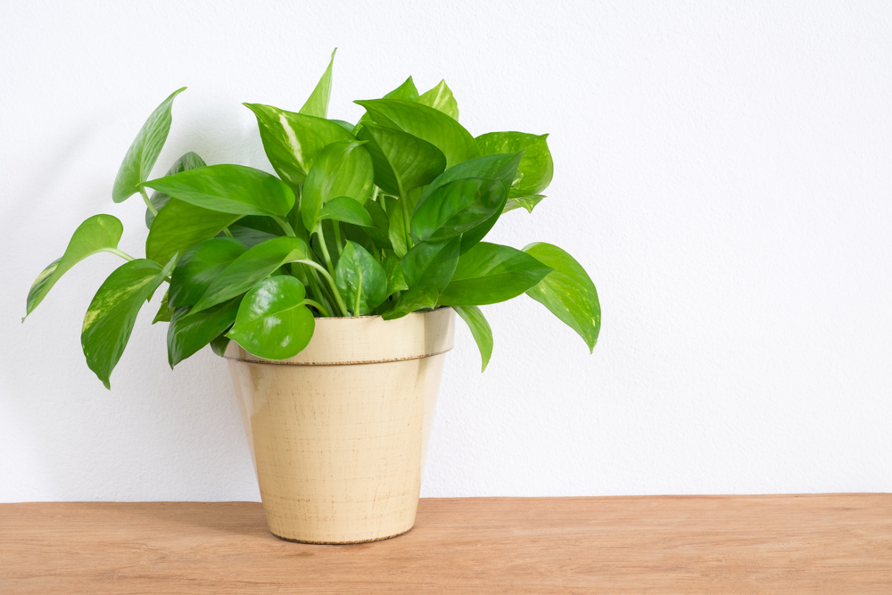Which Artificial Plant Is Good For Home As Per Vastu www